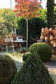 Herbstlicher Vorgarten mit Amberbaum (Liquidambar), Buchs  (Buxus sempervirens) und Hortensien