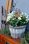 Lenten rose (Helleborus orientalis) in a basket with autumn decoration