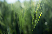 Weizenähre auf Getreidefeld