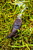 Black slug with slime trail