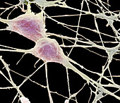 Neurons, SEM