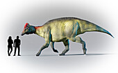 Humans compared to Hypacrosaurus, illustration