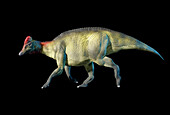 Hypacrosaurus dinosaur, illustration