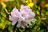 Rhododendron yakushimanium 'Dreamland'