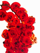 Red currants (macro shot)