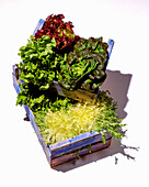 Various heads of lettuce in wooden boxes