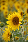 Sonnenblume im Feld, (Helianthus annuus)