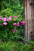 Pinkfarbene Rose neben Holztür im Garten