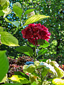 Rote Hortensie im Garten, (Hydrangea)