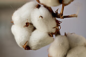 Baumwollzweig (Gossypium) mit weissen Baumwollbüscheln