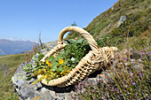 Korb mit blühenden Alpenkräutern