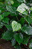 Thai pepper leaf, (Cha Plu, Piper sarmentosum)