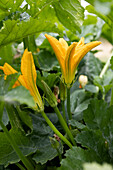 Zucchinipflanze mit Blüte im Gemüsegarten, close-up