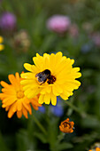 Ringelblume (Calendula), Blüte mit Biene