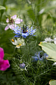 Blühende Jungfer im Grünen (Nigella damascena) im Garten