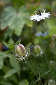 Jungfer im Grünen (Nigella damascena) im Garten mit Samenkapsel