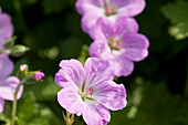 Flowering geranium (Geranium)