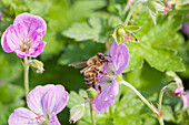 Bühender Storchschnabel (Geranium) mit Biene