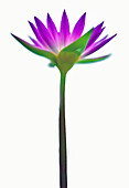 Lotus blossom against a white background
