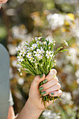 Hand hält Blumenstrauss mit Großer Sternmiere (Rabelera holostea)