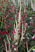 Speedwell (Veronicastrum virginicum Album), and greater meadow-herb (Sanguisorba officinalis) Arnhem