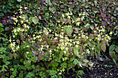 Elfenblume am Waldboden (Epimedium flavum)