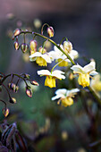 Großblütige Elfenblume (Epimedium x versicolor Sulphureum)
