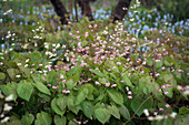 Flowering Epimedium pubigerum (Elfflower bush)