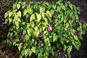 Blühende Elfenblume (Epimedium grandiflorum var. coelestre)