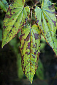 Blatt der Elfenblume (Epimedium chlorandrum)