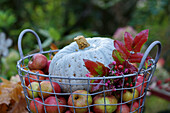 Korb mit Äpfeln und Speisekürbis im Garten