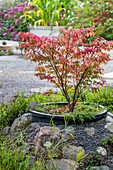 Winged spindle shrub in a plant trough surrounded by natural stones