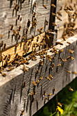 A bee hive