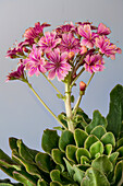 Blüten der Bitterwurz (Lewisia cotyledon)
