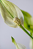 White leaf, peace lily (Spatiphyllum wallisii), petal