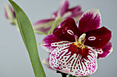 Weiß-lila Orchideenblüte (Phalaenopsis)