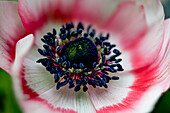 Crown anemone (Anemone coronaria, Ranuculaceae)
