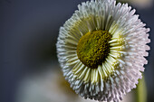 Flowering daisy, garden form, (Bellis perennis)