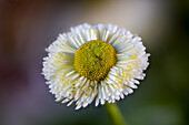Daisy, garden form (Bellis perennis)