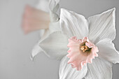 Weisse Blüte einer Narzisse, Narzissenhybride (Narcissus)