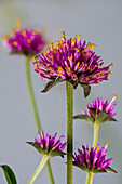 Blüten des Echten Kugelamarant (Gomphrena globosa)