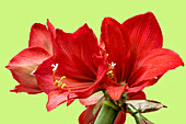 Rote Blüten des Ritterstern (Hippeastrum), Rittersternhybride