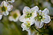 White flowering tufted alpine saxifrage (Saxifraga cespitosa 'Foundling')