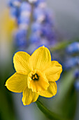 Yellow flower of a daffodil (Narcissus hybrid)
