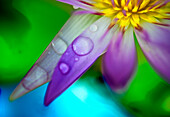 Lotus flower with raindrops