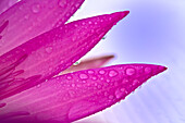 Lotusblütenblätter mit Regentropfen