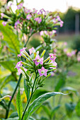 Blühende Tabakpflanze 'Black Mammoth' im Garten