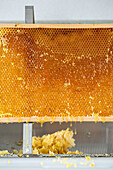 Honey dripping from a honeycomb