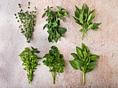 Thyme, mint, lovage, Greek basil, parsley, and basil