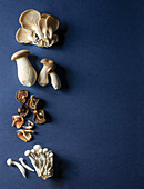 Austernpilze, Königsaustern und Baby-Königsausternpilze, getrocknete Pilze und Shimeji